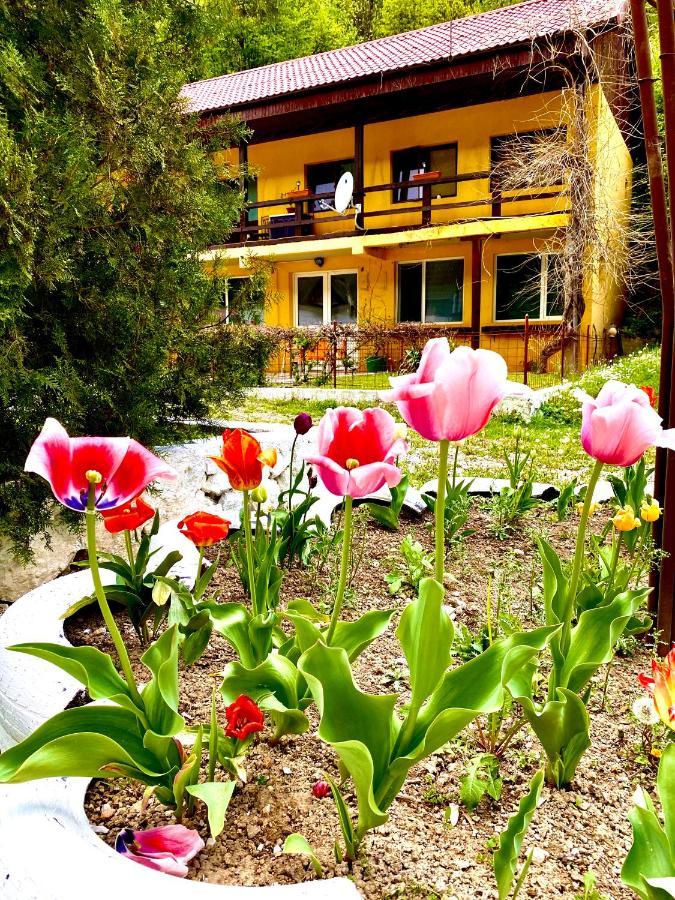 House In The Woods Bed and Breakfast Ρέσιτσα Εξωτερικό φωτογραφία